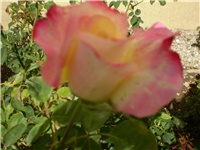 b947b00e-Picture 457.jpg